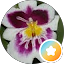 Denise Heacock Avatar